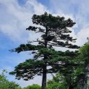 지리산 [백두웅석]써리단맥(황금능선)제1구간종주-밤을 도와 백무동에서 소지능선을 올라 지리주능선을 걸어 천왕봉을 넘어 황금능선이라고 불 이미지