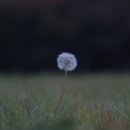 민들레홀씨 이미지