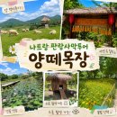 하늘아래첫농장 | [나트랑 판랑 사막투어] 첫 코스 양떼목장 후기 🐑 생각보다 너무 좋았던 곳