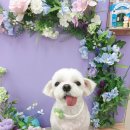 펫지살롱 이미지