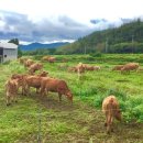 풀로만목장 이미지