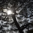 솔향기길 주차장 이미지