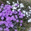 홍천팬션위드엘 이미지