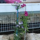 풀빌라곰마루 이미지