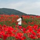 원주 용수골 양귀비축제 원주 가볼만한곳