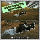 황준목장 네이버블로그