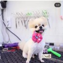 master grooming 이미지