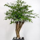 해피트리 이미지