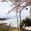 [전북/부안] 스테이 변산바람꽃 후기 / /studio 3/ 벚꽃뷰 / 감성숙소