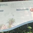 멜리아드 이미지