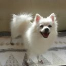 늘 사랑스럽개 이미지