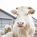 소나라축산 이미지