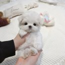 비비퍼피 강아지분양 일산점 이미지