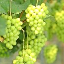 수출 농산물 이미지