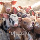 최재용농장 이미지