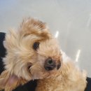 애견호텔 이미지