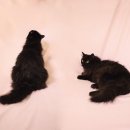 이층집고양이 네이버블로그