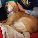 웃는강아지 이미지