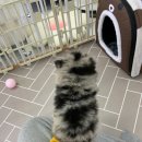 데일리독 의정부강아지분양 애견분양 이미지