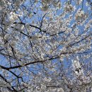 장보고싶은마트목련점 | 초보운전 혼자운전하기 2개월차 후기. - 혼영, 뷔페 혼밥, 혼커, 혼쇼 등. (운전시작 후 몰랐던 행복을...