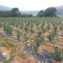 용궁농장 이미지