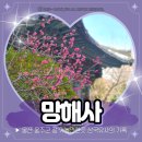 하늘자락공중화장실 | 울산 절 가볼만한곳 울주군 망해사 매화꽃 개화