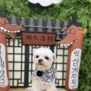 페스츄리(PET'S TREE) 이미지