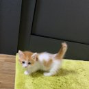 낭만고양이(강서점) 네이버블로그
