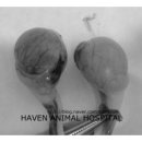 헤이븐동물병원 이미지