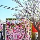 불광천 ‘벚꽃축제 이미지