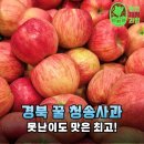 청송꿀사과 | 못난이 사과? 맛은 최고! 안동 청송 문경 꿀사과 5kg 10kg 가성비 후기
