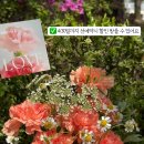 라포즈플레르