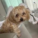 부티크멍 애견미용실 이미지