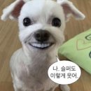 구름발치 | 치아재식술 실패 ➡️ 결국 발치 임플란트 엔딩