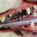 동주동물병원 이미지