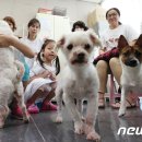 포근하개 이미지