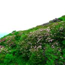 산천초목 이미지