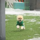 할리우독 이미지