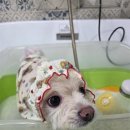 고려 애견 미용실 이미지