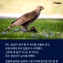 날개