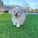 동행 애견 돌봄센터 하남점 이미지