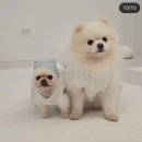 퐁키티