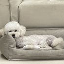 ㈜스마트앤토이 | 강아지 방석 추천 | 하이드앤울프 코지 소파베드 내돈내산 후기