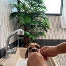 위드독애견스파풀빌라 이미지