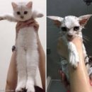솜사탕펫 이미지
