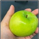 영주농장 | 영주 사과농장 5kg 주문 후기 못난이 사과 산지직송