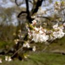 제주 봉개동 왕벚나무 자생지 이미지