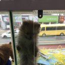 참조은펫 네이버블로그