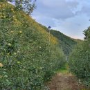 솔골농장 | [팜캡스] 사용 후기 모음