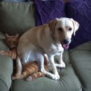 개와고양이 이미지